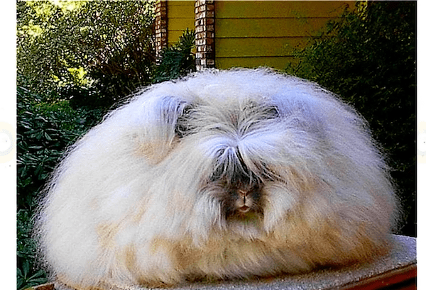 angora rabbit wool